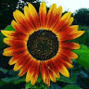 Meet your Posher, Gretchen